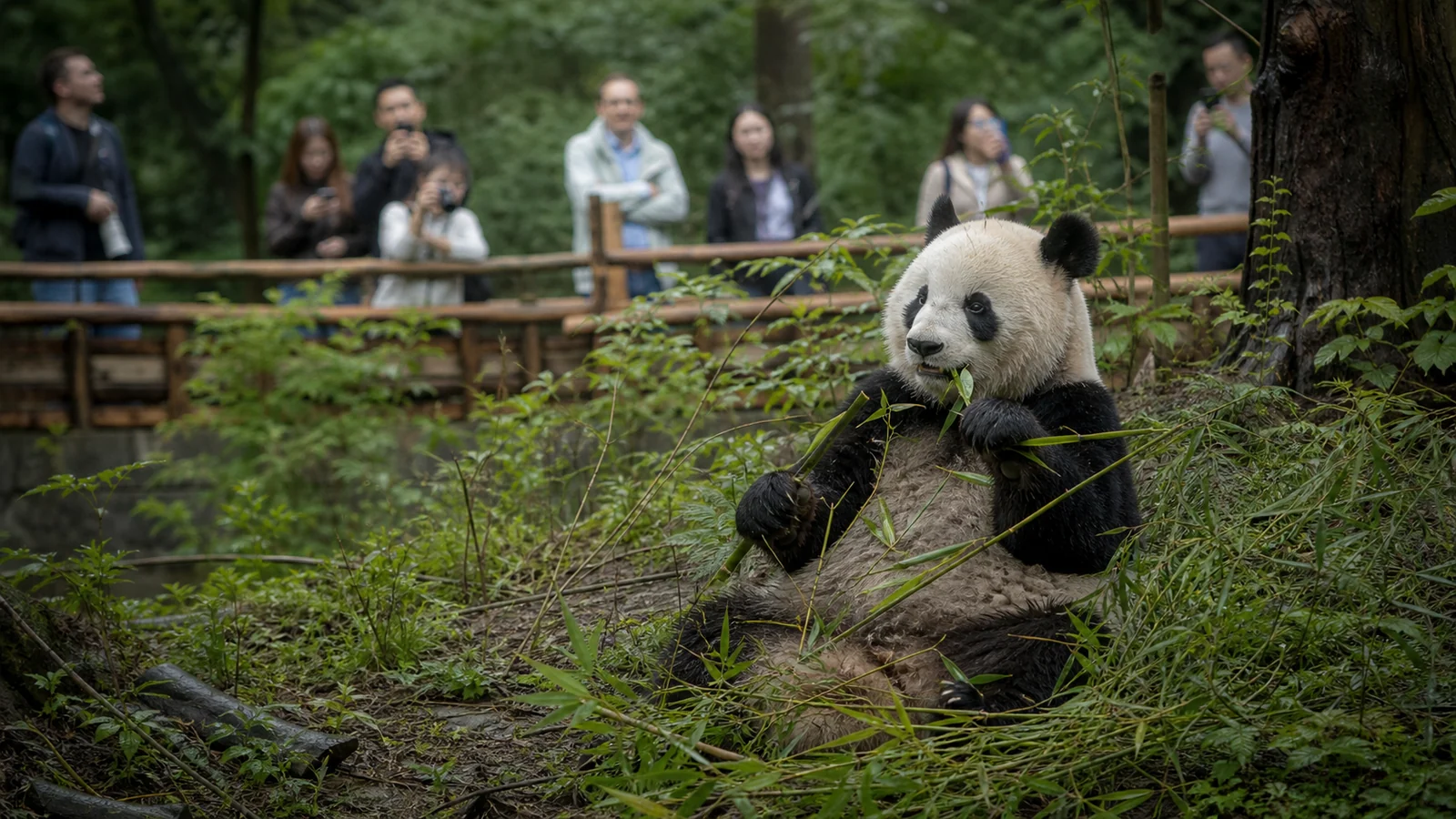 A giant panda eating bamboo at Chengdu Panda Base