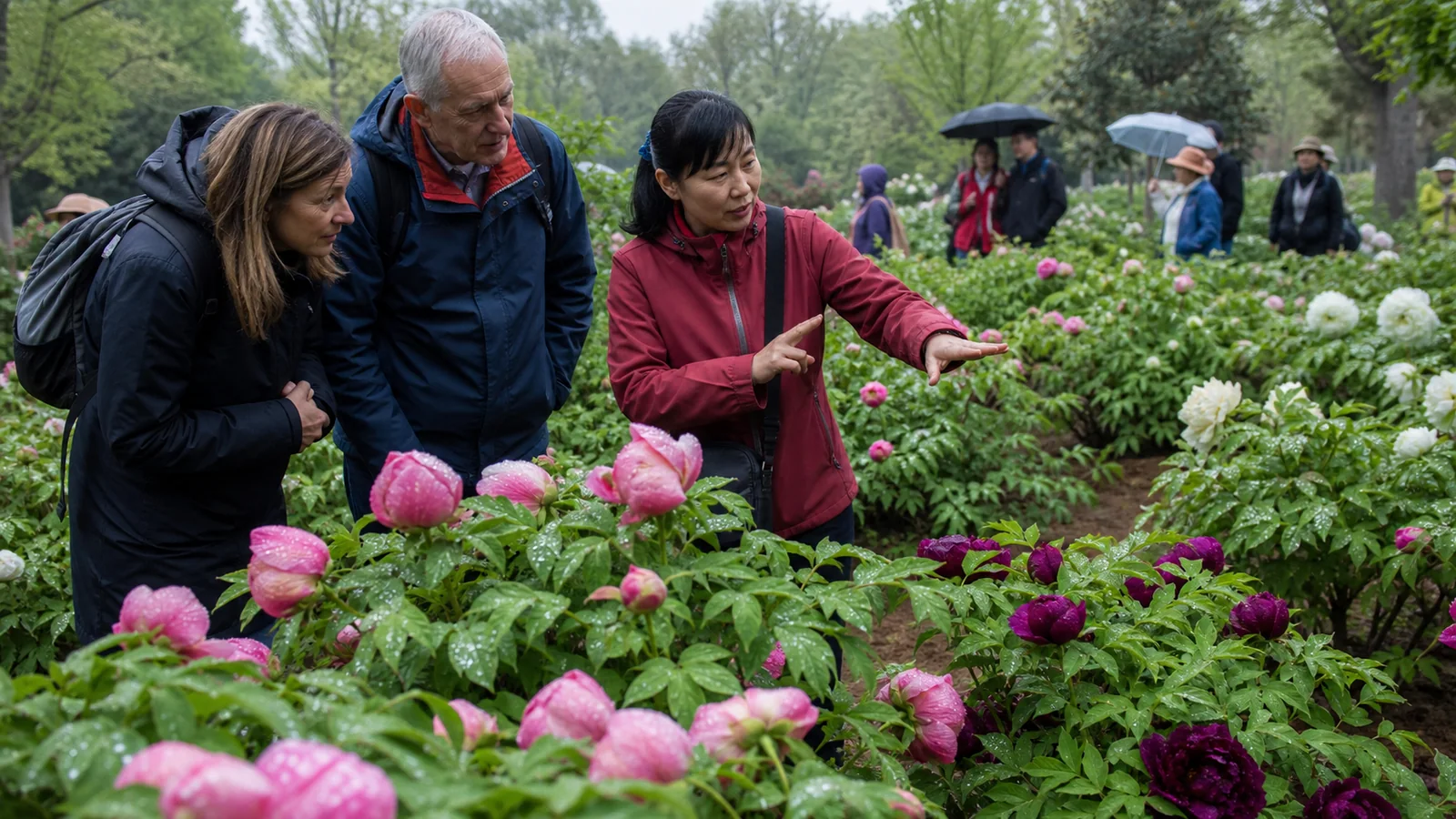International travelers learning about peony varieties with a local guide in a Luoyang garden