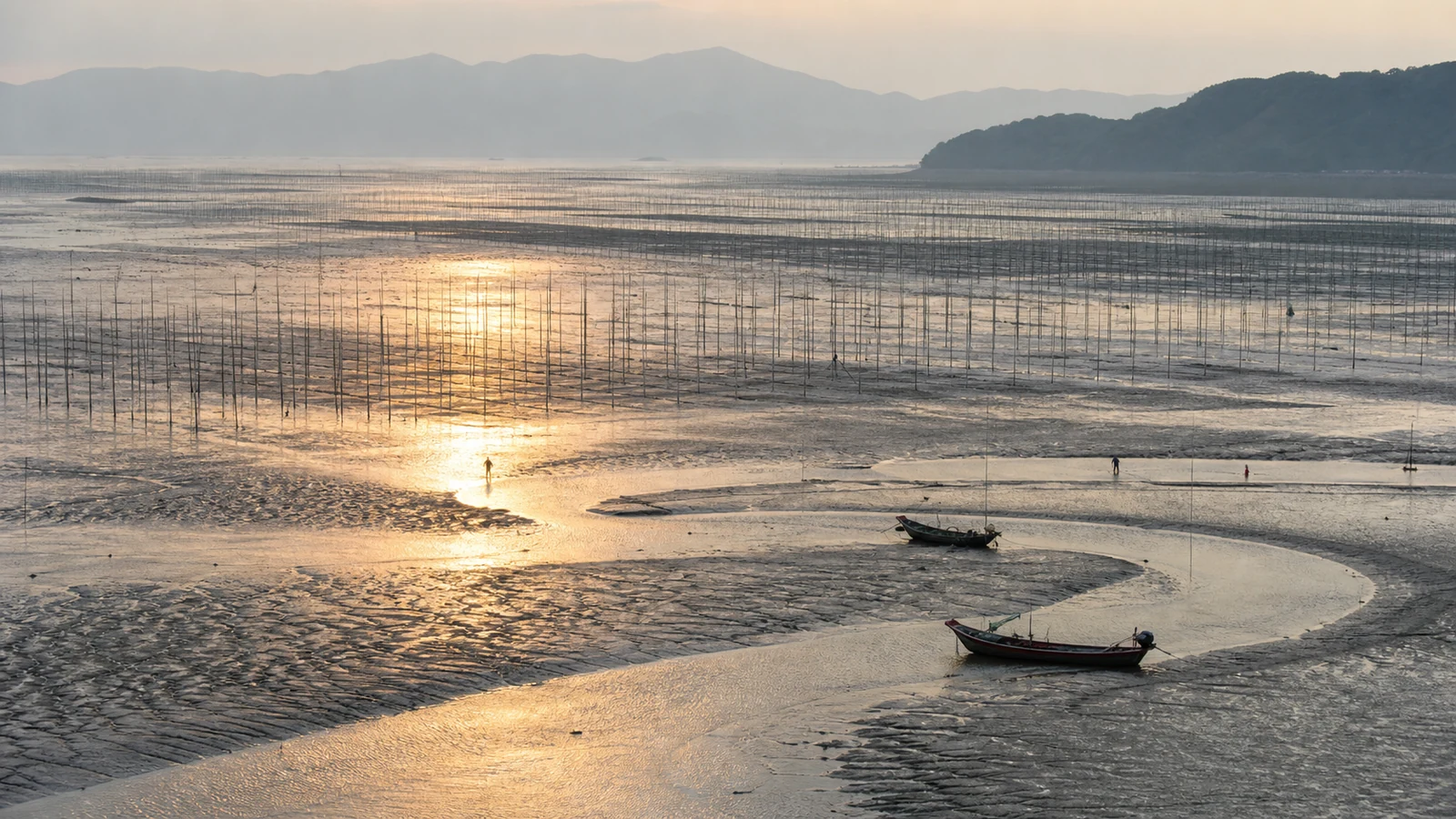 Fishing boats, bamboo aquaculture poles and winding tidal channels at dawn in Xiapu, Fujian